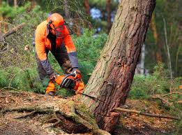 Best Seasonal Cleanup  in Jonesville, VA